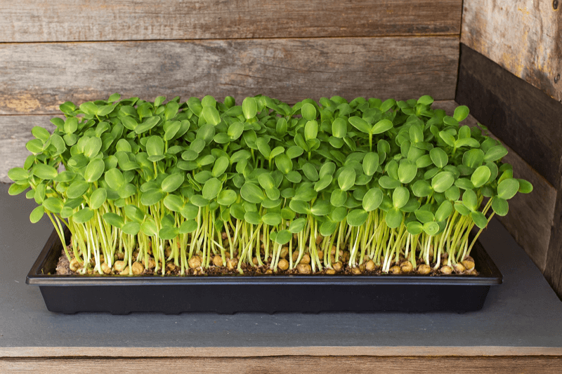 Sunflower Microgreens live tray from ChefPax