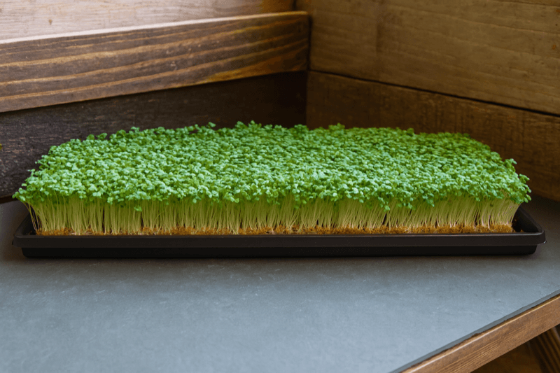 Wasabi Mustard Microgreens live tray from ChefPax