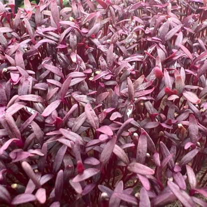 Red Garnet Amaranth — 5×5