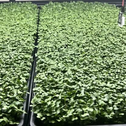 Waltham 29 Broccoli — Live Tray