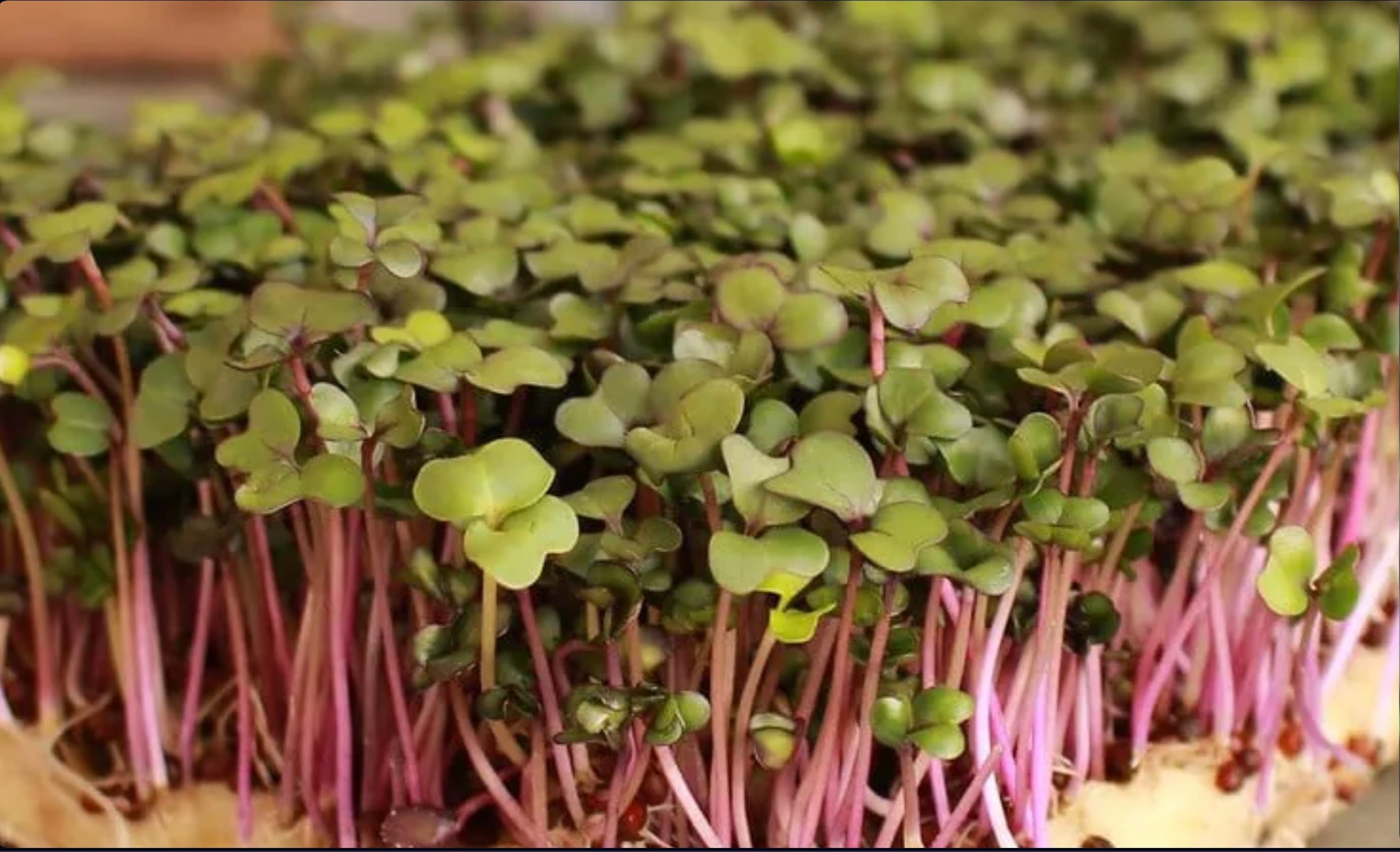 Early Purple Vienna Kohlrabi — Live Tray