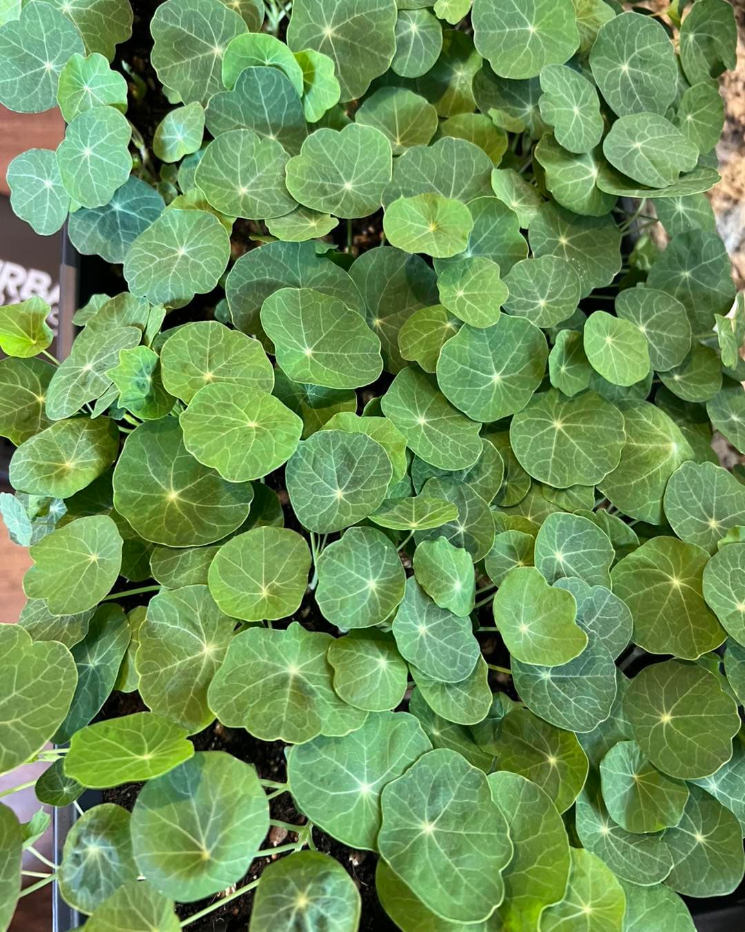Nasturtium Organic — Live Tray (10×20)