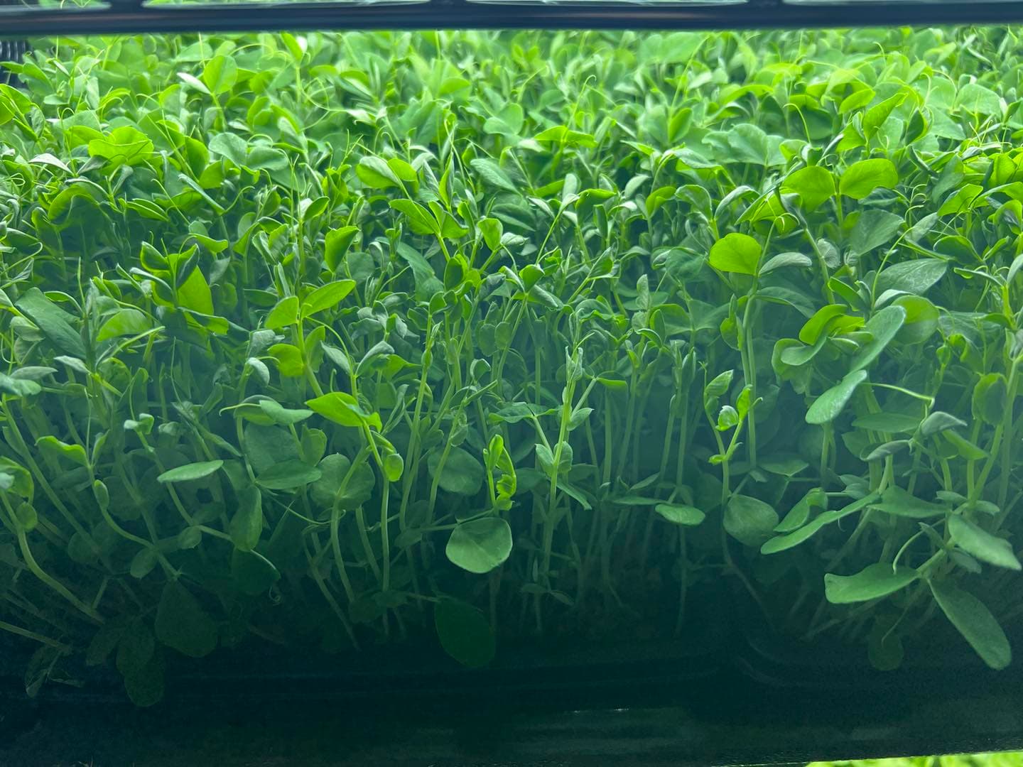Dun Pea Shoots — Live Tray