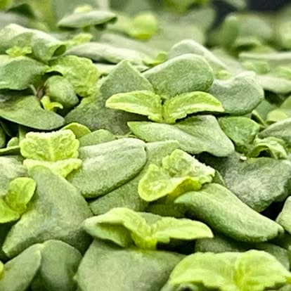 Shiso (Perilla Korean) — 5×5