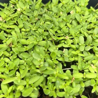 Shungiku Organic Mix (5×5)