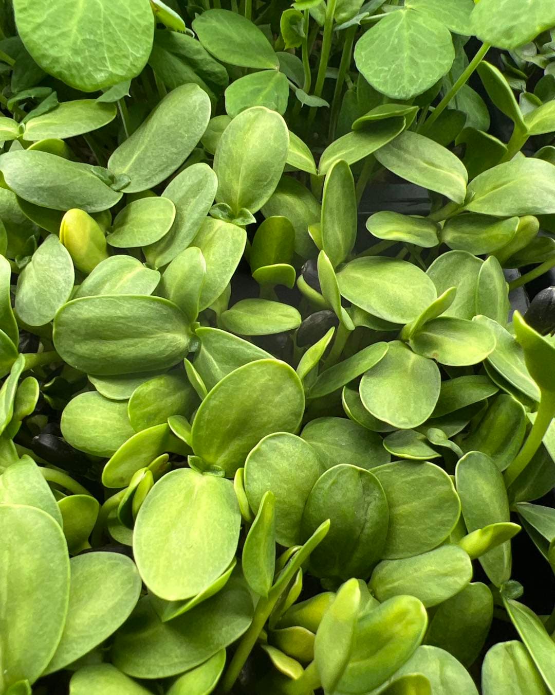 Black Oil Sunflower — Live Tray