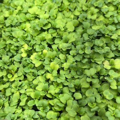 Wasabi Mustard — Live Tray (10×20)