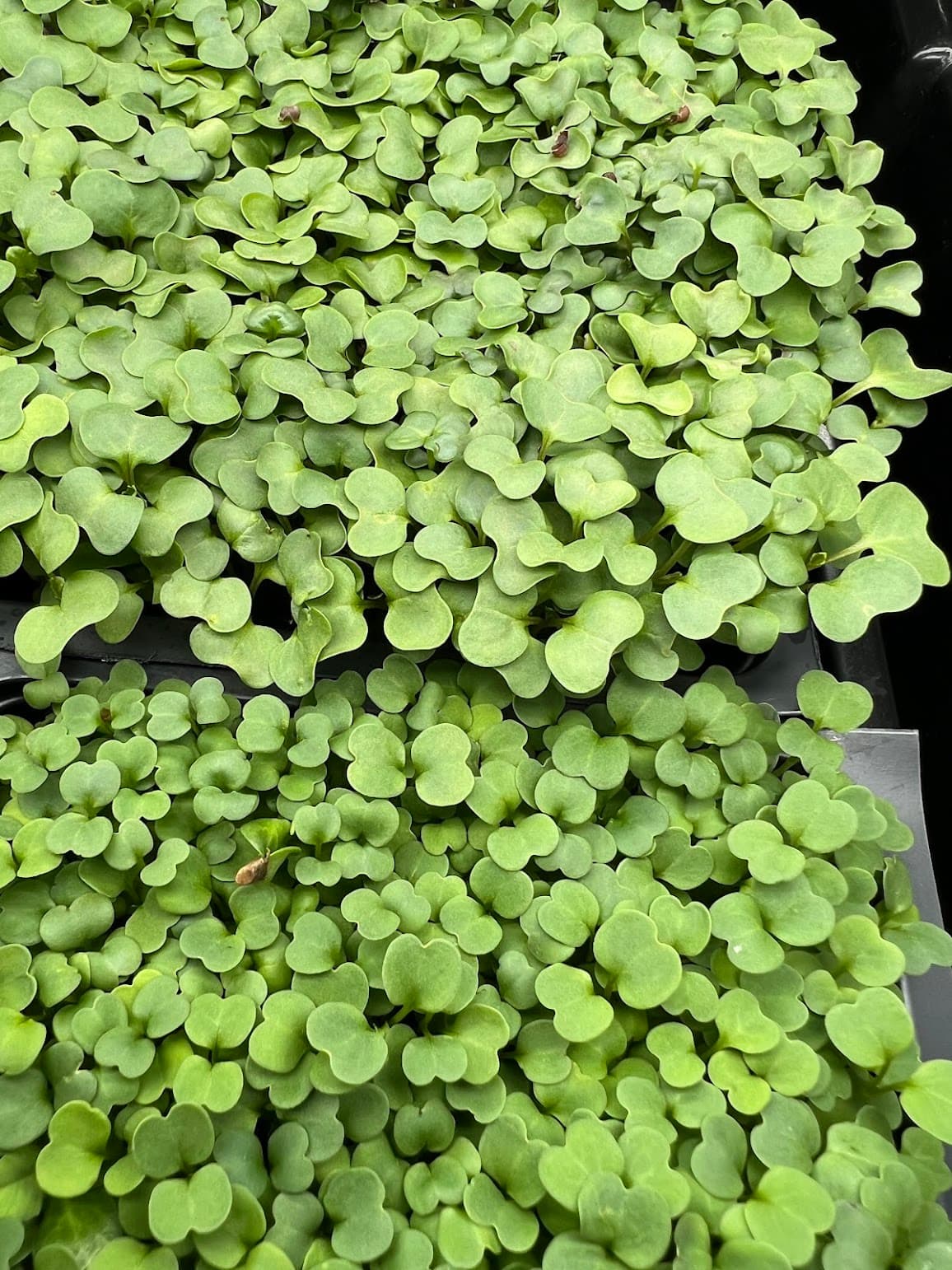 Arugula — 10×20 Tray