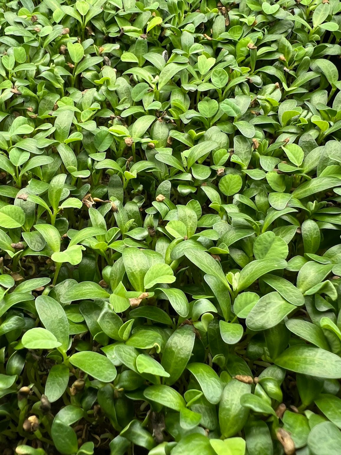 Fenugreek — 5×5 Tray