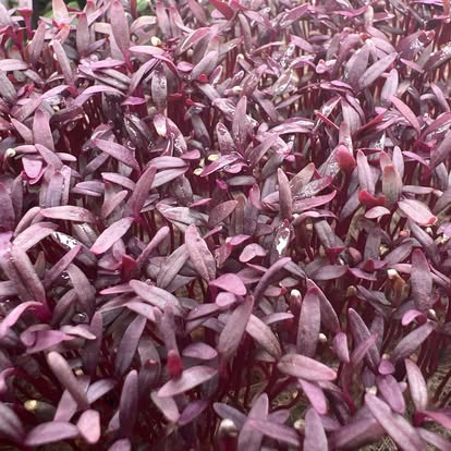 Red Garnet Amaranth - 5x5