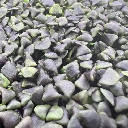 Basil Dark Opal - 5x5