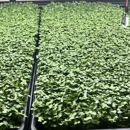 Waltham 29 Broccoli — Live Tray