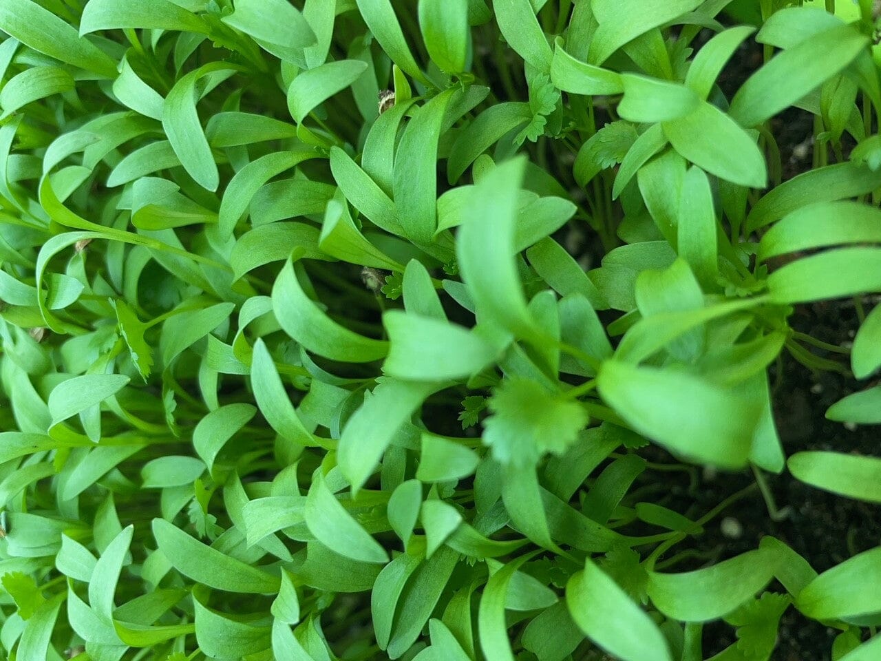 Cilantro Split Seed 5x5