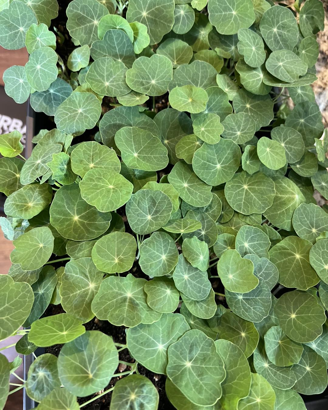 Nasturtium Organic 5x5