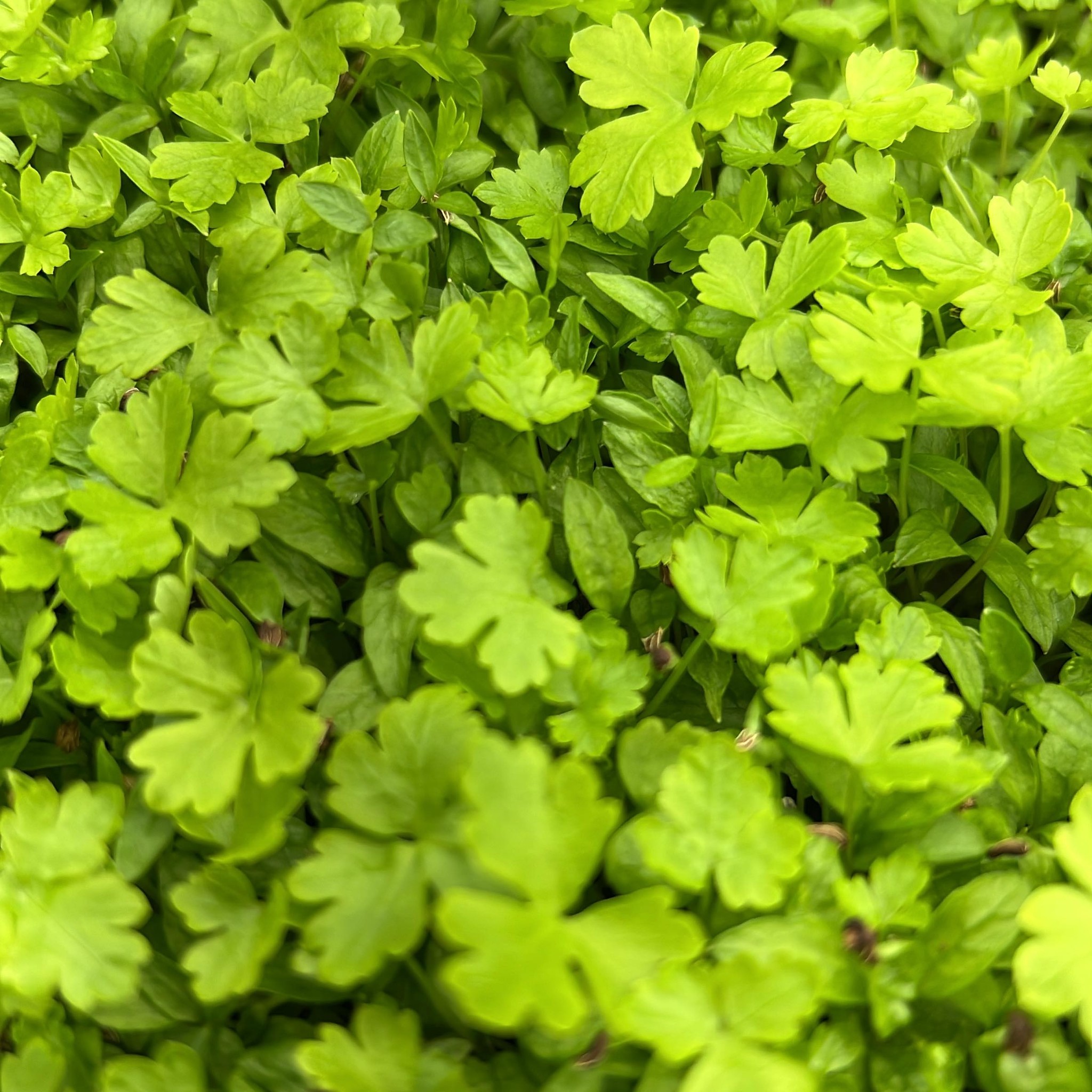 Parsley Dark Flat Leaf 5x5