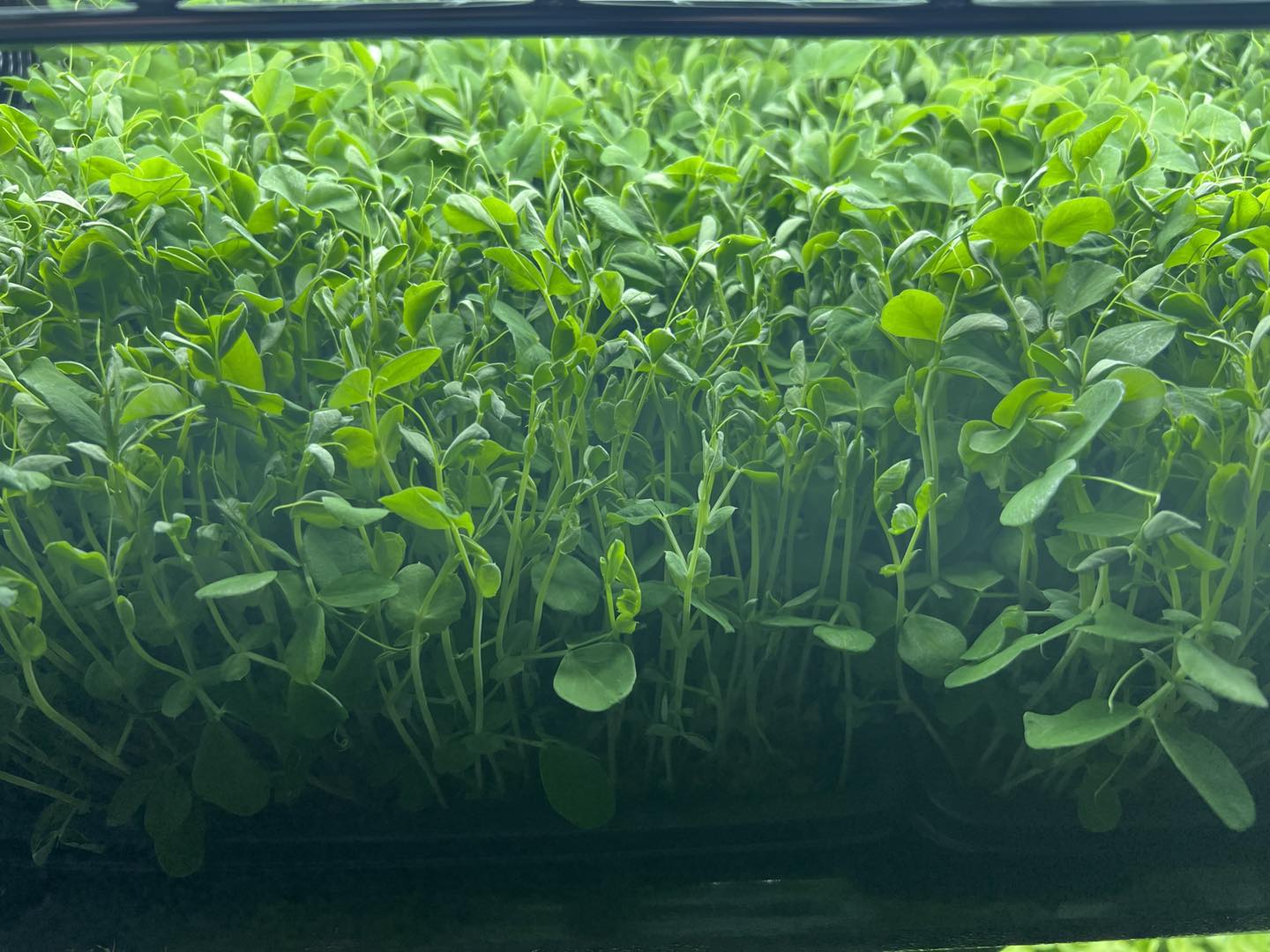 Dun Pea Shoots — Live Tray