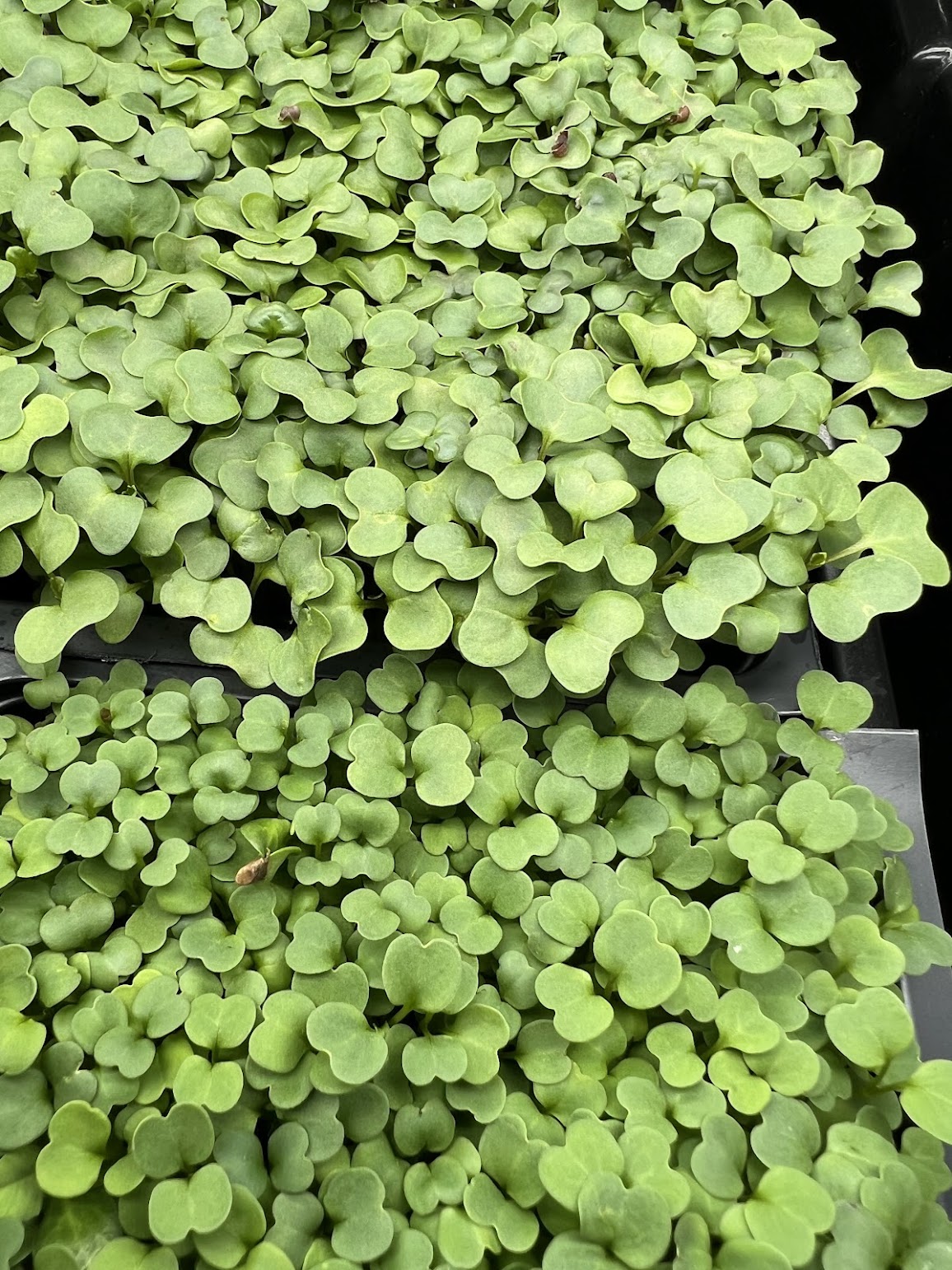 Arugula — 5×5 Tray