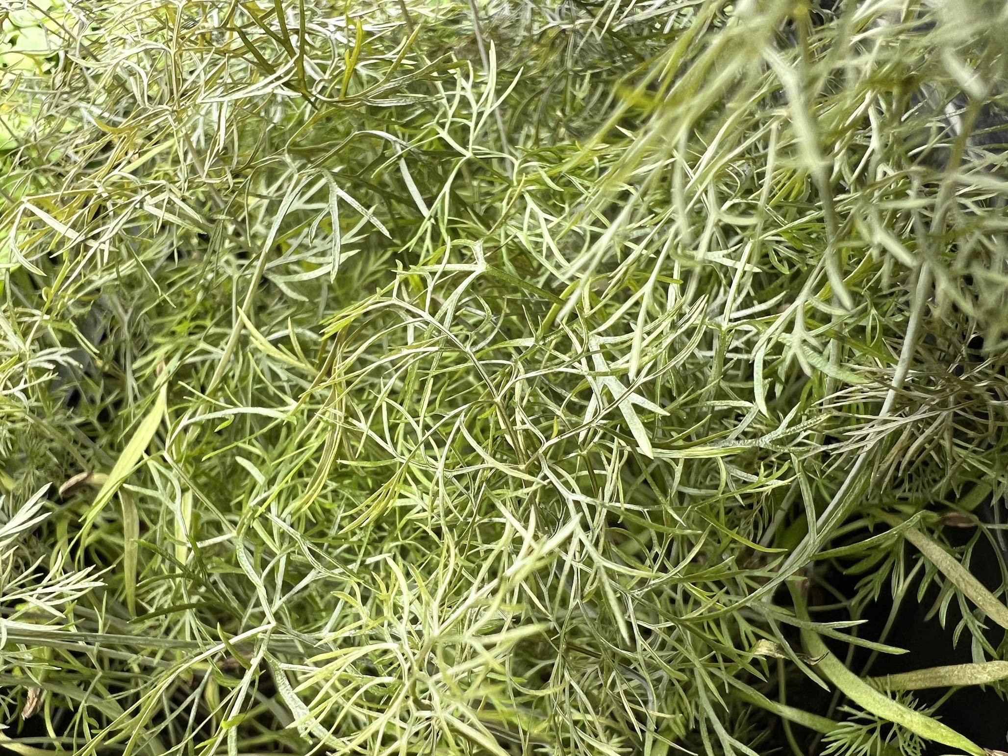 Fennel Bronze Organic - 5x5 Tray