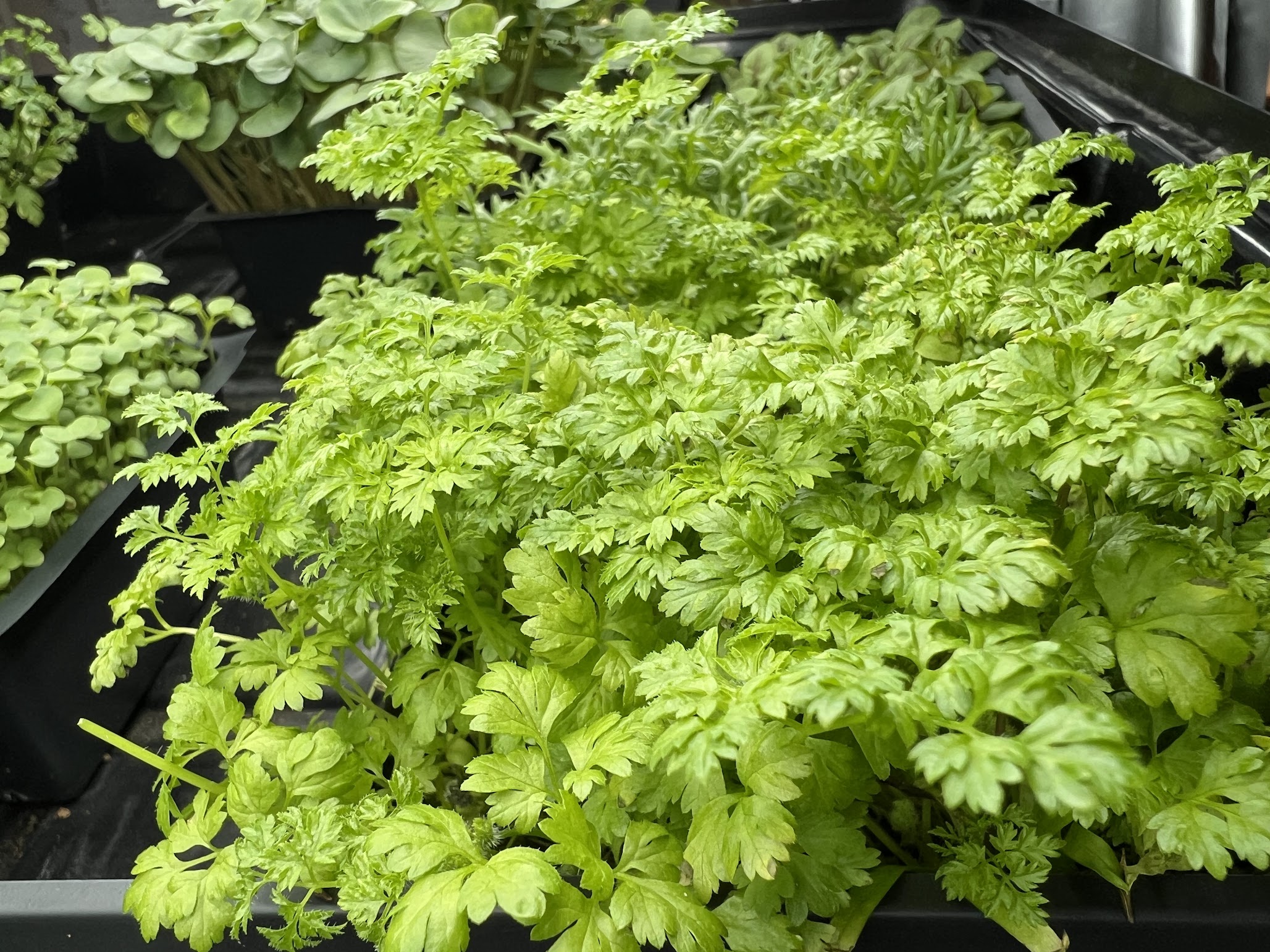 Curled Chervil - 5x5 Tray