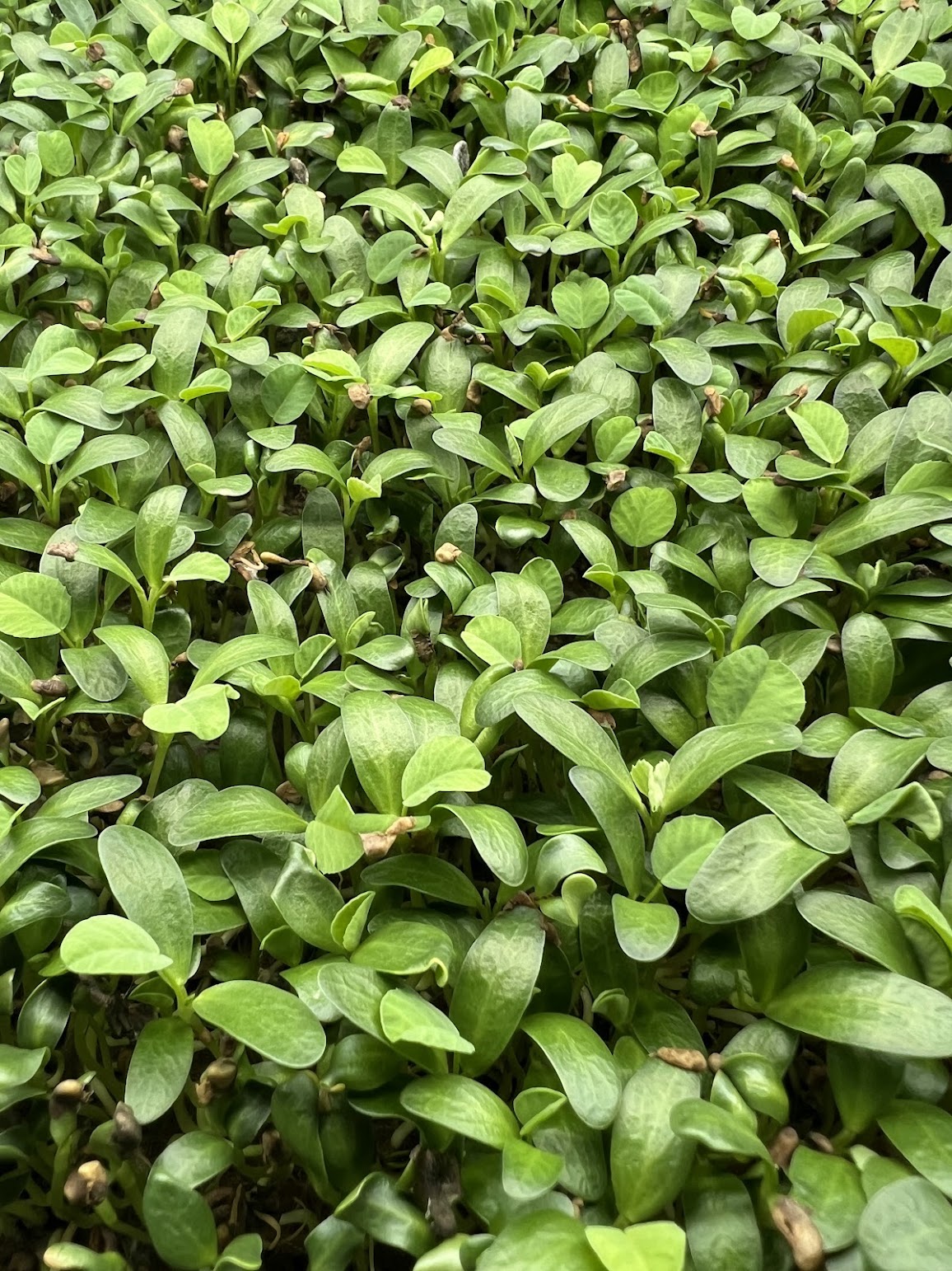 Fenugreek — 5×5 Tray