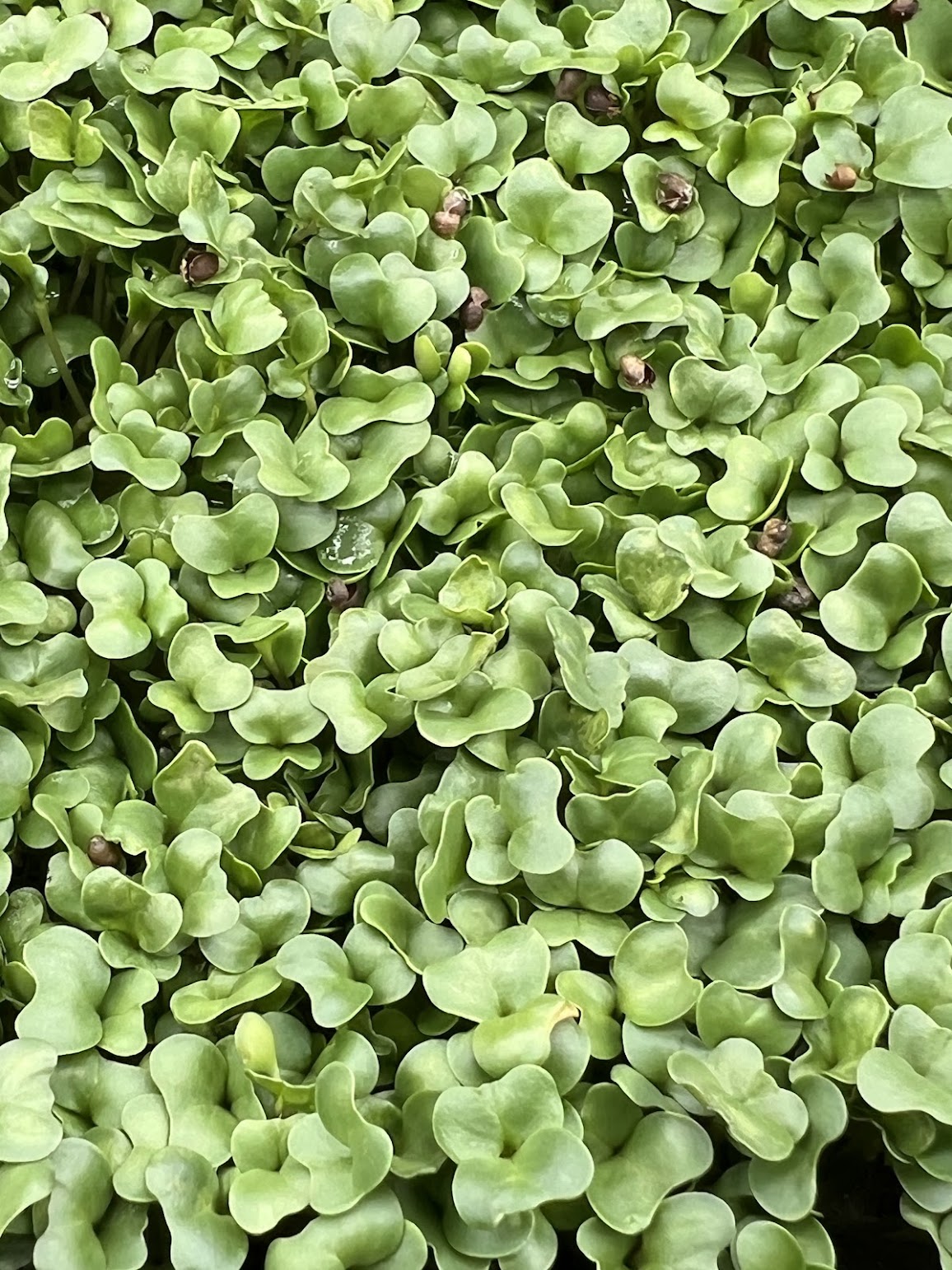 Texsel Greens - 5x5 Tray